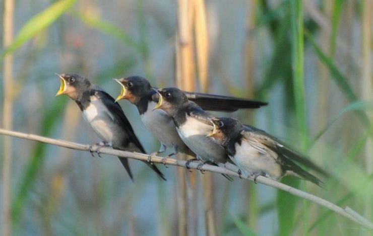 zobrazit detail snímku: Mladé vlaštovky