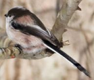 Mlynařík dlouhoocasý - Aegithalos caudatus: Díky výrazným rozlišovacím znakům si hp snad…