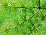 Modřín opadavý  - Larix decidua: Modřín opadavý je evropského původu. Proto je…