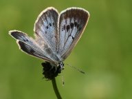 Splavnění Labe z Chvaletic do Pardubic: Projekt za miliardy korun by za cenu zničení…