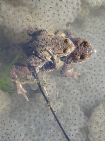 Ropucha obecná - klikněte pro zobrazení detailu