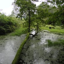 Jetřichovice pod Smrkem
