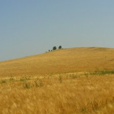 Posekané obilí