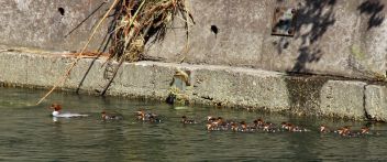 Hejno Morčáků velkých v Třinci - klikněte pro zobrazení detailu Hejno Morčáků velkých v Třinci - klikněte pro zobrazení detailu