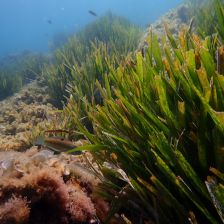 Mořská tráva - Posidonia oceanica