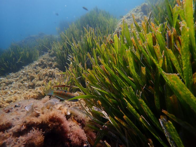 zobrazit detail snímku: Mořská tráva - Posidonia oceanica
