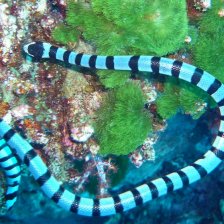Mořští hadi v důsledku znečištění černají