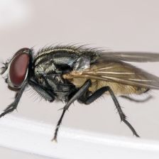 Moucha domácí.
