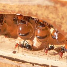 Mravenci rodu Myrmecocystus