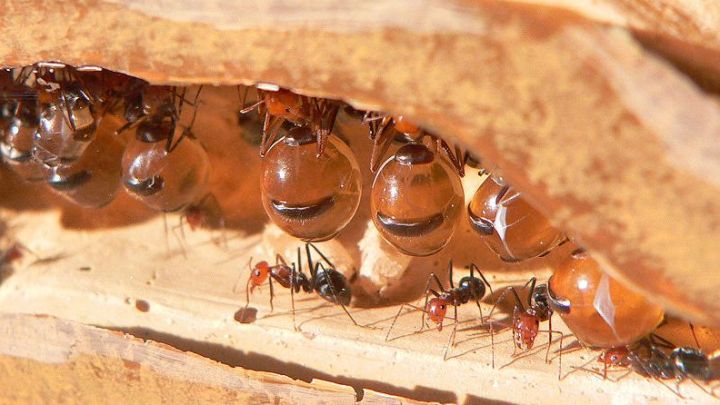 Mravenci rodu Myrmecocystus - klikněte pro zobrazení detailu