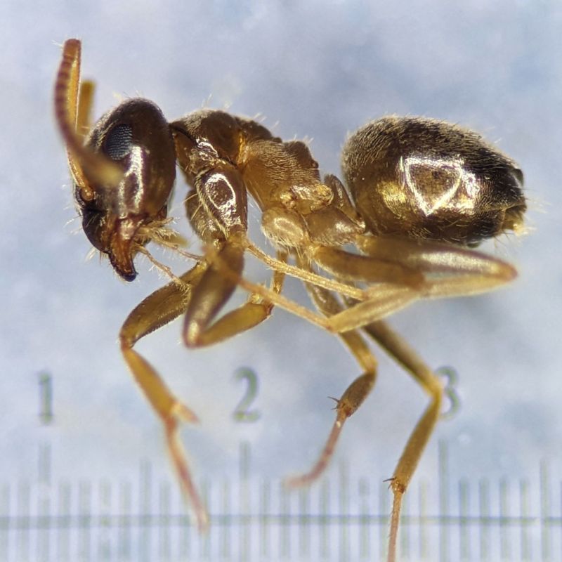 Mravenec Lasius neglectus. - klikněte pro zobrazení detailu