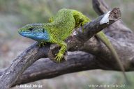 Ještěrka zelená - Lacerta viridis: Ještěrka zelená patří k drobným plazům,…