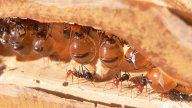 Mravenci si předávají informace pomocí „polibků“: Některá zvířata používají velice zvláštní…