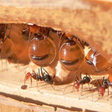 Mravenci rodu Myrmecocystus