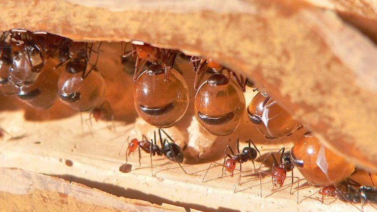 zobrazit detail snímku: Mravenci rodu Myrmecocystus