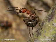 Mravenec lesní - Formica rufa: Mravenec lesní patří mezi užitečný a právem…