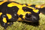 Mlok skvrnitý - Salamandra Salamandra: Nápadně žlutočerně zbarvený obojživelník...