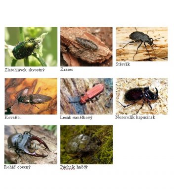 Někteří zástupci z hmyzí říše - klikněte pro zobrazení detailu