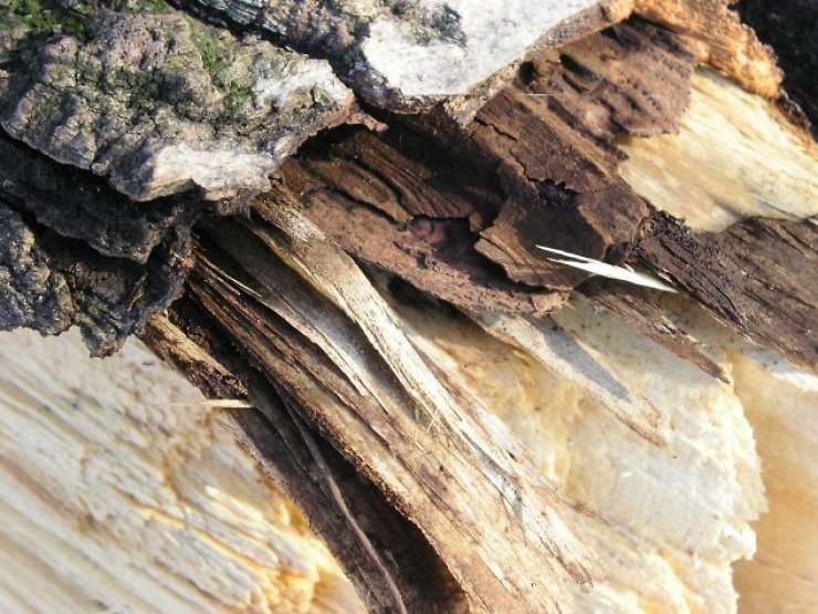 zobrazit detail snímku: Mrtvé dřevo 