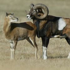 Muflonka s muflonem