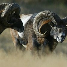 Muflon