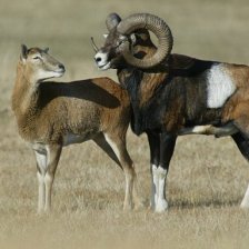 Muflonka s muflonem