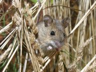 Myšice křovinná - Apodemus sylvaticus: Přestože patří myšice křovinná mezi…