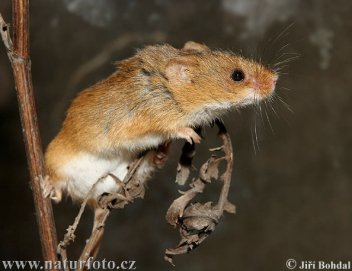 Myška drobná - klikněte pro zobrazení detailu