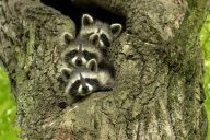 Riziko v mývalím trusu v zahradách a dětských hřištích Riziko v mývalím trusu v zahradách a dětských hřištích: Ještě před pár lety jsme mývala severního (Procyon…