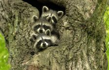 Riziko v mývalím trusu v zahradách a dětských hřištích