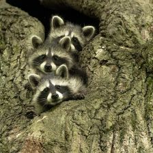 Riziko v mývalím trusu v zahradách a dětských hřištích