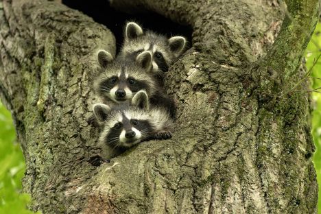 Riziko v mývalím trusu v zahradách a dětských hřištích