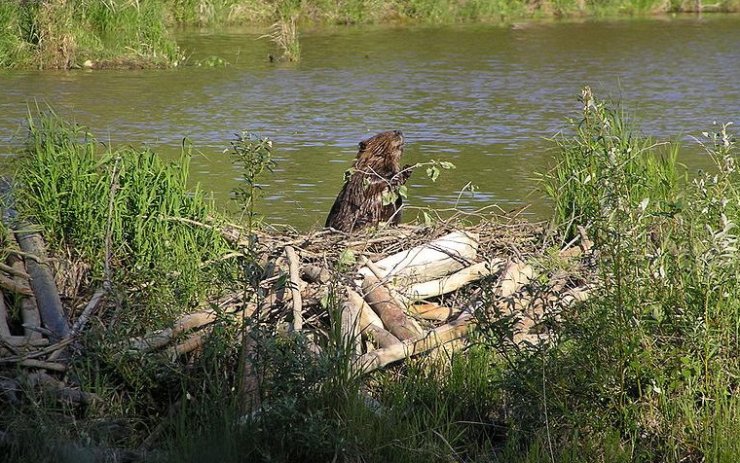zobrazit detail snímku: Bobří hráz