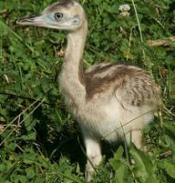 Nejčerstvější přírůstky jihlavské zoo: Teplé letní měsíce června a července přály…
