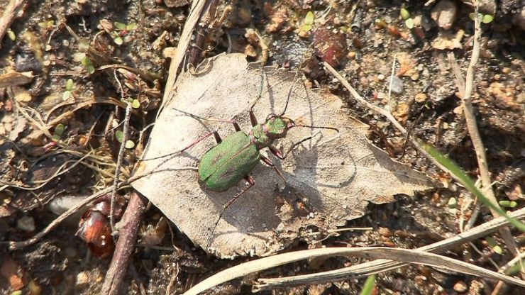 zobrazit detail snímku: Svižník zelený