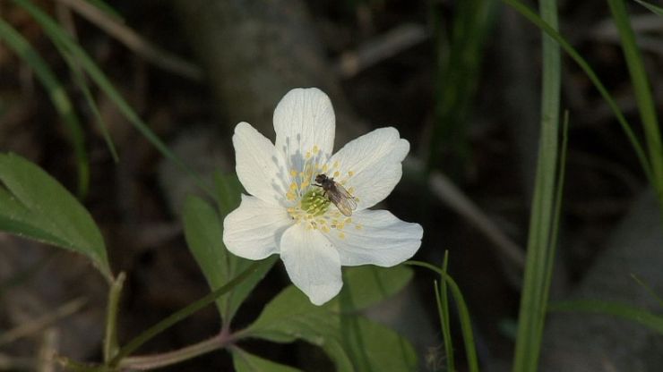 zobrazit detail snímku: Sasanka hajní