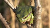 Přírodní památka Na Plachtě a její boj s větrnými mlýny: Obyvatelé města Hradce Králové se zatím marně…