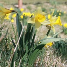 Narcis na Jizerce
