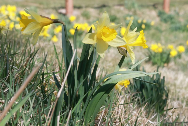 Narcis na Jizerce - klikněte pro zobrazení detailu