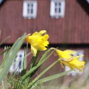 Jihoevropský narcis v mrazové kotlině na Jizerce