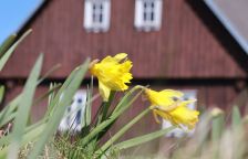 Jihoevropský narcis v mrazové kotlině na Jizerce