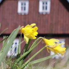 Jihoevropský narcis v mrazové kotlině na Jizerce