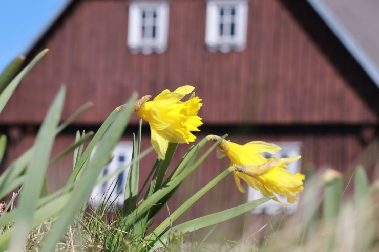 zobrazit detail snímku: Narcis na Jizerce, v pozadí Hnojový dům