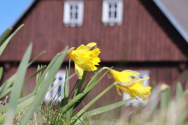 Narcis na Jizerce, v pozadí Hnojový dům - klikněte pro zobrazení detailu