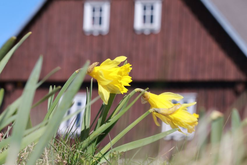 Jihoevropský narcis v mrazové kotlině na Jizerce: Když se řekne jaro v Jizerských horách, většině lidí…
