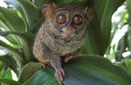 Nártouni se nacházejí na téže větvi evolučního stromu jako lidé: Nová studie ukázala, že tito roztomilí primáti…