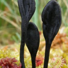 Jazourek srstnatý (Trichoglossum hirsutum) 
