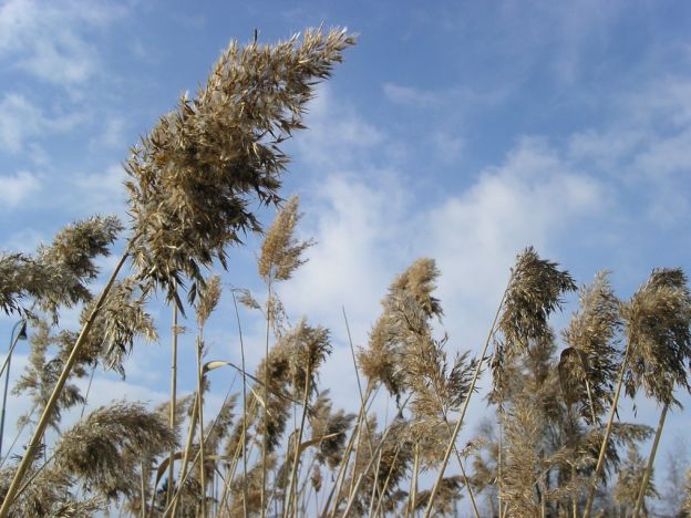 stáhnout tapetu: Nebe