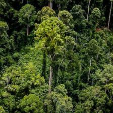 Nový nejvyšší tropický strom světa (Zdroj: Mongabay.com)