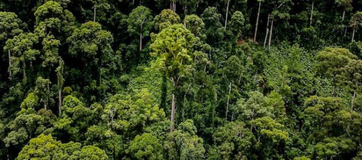 zobrazit detail snímku: Nový nejvyšší tropický strom světa (Zdroj: Mongabay.com)